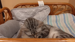 小林功ブリーダーからお迎えしたアメリカンショートヘア：レオンくん