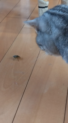 小林功ブリーダーからお迎えしたアメリカンショートヘア：レオンくん