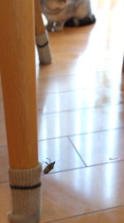 小林功ブリーダーからお迎えしたアメリカンショートヘア：レオンくん