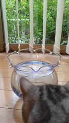 小林功ブリーダーからお迎えしたアメリカンショートヘア：レオンくん