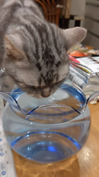 小林功ブリーダーからお迎えしたアメリカンショートヘア：レオンくん