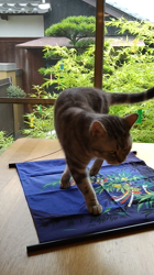 小林功ブリーダーからお迎えしたアメリカンショートヘア：レオンくん