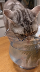 小林功ブリーダーからお迎えしたアメリカンショートヘア：レオンくん