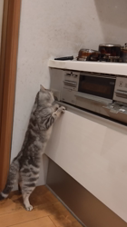 小林功ブリーダーからお迎えしたアメリカンショートヘア：レオンくん