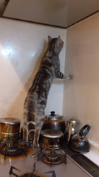 小林功ブリーダーからお迎えしたアメリカンショートヘア：レオンくん