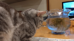 小林功ブリーダーからお迎えしたアメリカンショートヘア：レオンくん