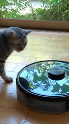 小林功ブリーダーからお迎えしたアメリカンショートヘア：レオンくん