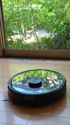 小林功ブリーダーからお迎えしたアメリカンショートヘア：レオンくん