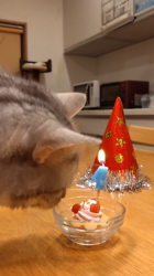 小林功ブリーダーからお迎えしたアメリカンショートヘア：レオンくん