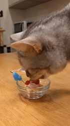 小林功ブリーダーからお迎えしたアメリカンショートヘア：レオンくん