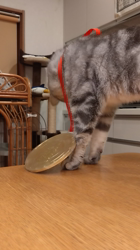 小林功ブリーダーからお迎えしたアメリカンショートヘア：レオンくん