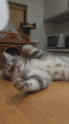 小林功ブリーダーからお迎えしたアメリカンショートヘア：レオンくん