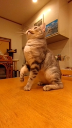 小林功ブリーダーからお迎えしたアメリカンショートヘア：レオンくん