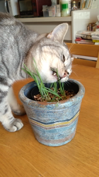 小林功ブリーダーからお迎えしたアメリカンショートヘア：レオンくん