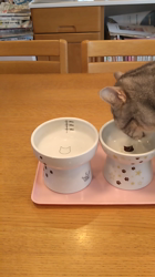 小林功ブリーダーからお迎えしたアメリカンショートヘア：レオンくん