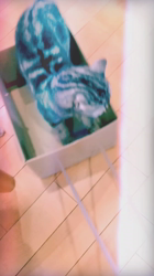 小林功ブリーダーからお迎えしたアメリカンショートヘア：レオンくん