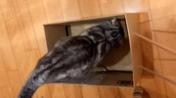 小林功ブリーダーからお迎えしたアメリカンショートヘア：レオンくん