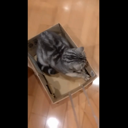 小林功ブリーダーからお迎えしたアメリカンショートヘア：レオンくん