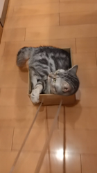 小林功ブリーダーからお迎えしたアメリカンショートヘア：レオンくん