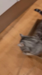 小林功ブリーダーからお迎えしたアメリカンショートヘア：レオンくん