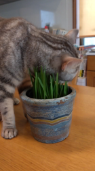 小林功ブリーダーからお迎えしたアメリカンショートヘア：レオンくん