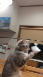 小林功ブリーダーからお迎えしたアメリカンショートヘア：レオンくん