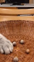 小林功ブリーダーからお迎えしたアメリカンショートヘア：レオンくん