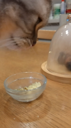 小林功ブリーダーからお迎えしたアメリカンショートヘア：レオンくん