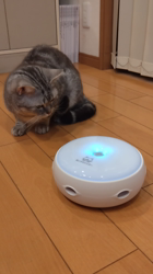 小林功ブリーダーからお迎えしたアメリカンショートヘア：レオンくん