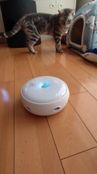 小林功ブリーダーからお迎えしたアメリカンショートヘア：レオンくん