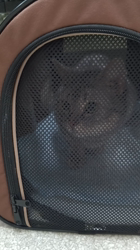 小林功ブリーダーからお迎えしたアメリカンショートヘア：レオンくん