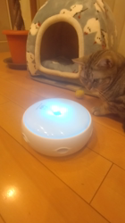 小林功ブリーダーからお迎えしたアメリカンショートヘア：レオンくん