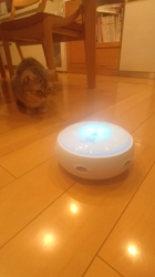 小林功ブリーダーからお迎えしたアメリカンショートヘア：レオンくん