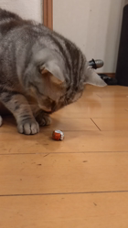 小林功ブリーダーからお迎えしたアメリカンショートヘア：レオンくん