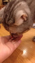 小林功ブリーダーからお迎えしたアメリカンショートヘア：レオンくん