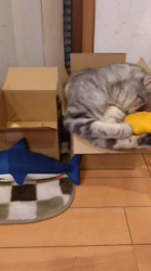 小林功ブリーダーからお迎えしたアメリカンショートヘア：レオンくん