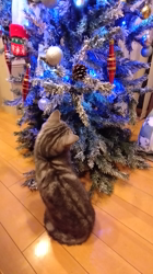 小林功ブリーダーからお迎えしたアメリカンショートヘア：レオンくん