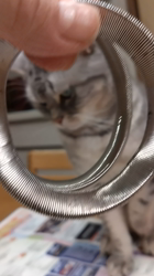 小林功ブリーダーからお迎えしたアメリカンショートヘア：レオンくん