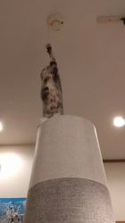 小林功ブリーダーからお迎えしたアメリカンショートヘア：レオンくん