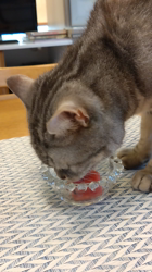 小林功ブリーダーからお迎えしたアメリカンショートヘア：レオンくん