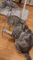 小林功ブリーダーからお迎えしたアメリカンショートヘア：レオンくん