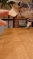 小林功ブリーダーからお迎えしたアメリカンショートヘア：レオンくん