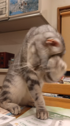 小林功ブリーダーからお迎えしたアメリカンショートヘア：レオンくん