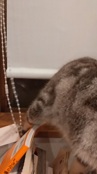 小林功ブリーダーからお迎えしたアメリカンショートヘア：レオンくん