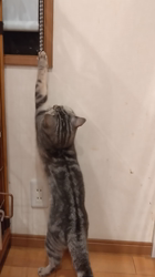 小林功ブリーダーからお迎えしたアメリカンショートヘア：レオンくん