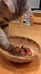 小林功ブリーダーからお迎えしたアメリカンショートヘア：レオンくん