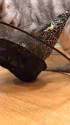 小林功ブリーダーからお迎えしたアメリカンショートヘア：レオンくん