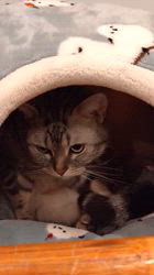 小林功ブリーダーからお迎えしたアメリカンショートヘア：レオンくん