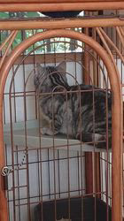 小林功ブリーダーからお迎えしたアメリカンショートヘア：レオンくん