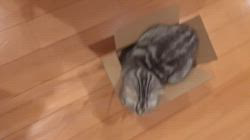 小林功ブリーダーからお迎えしたアメリカンショートヘア：レオンくん